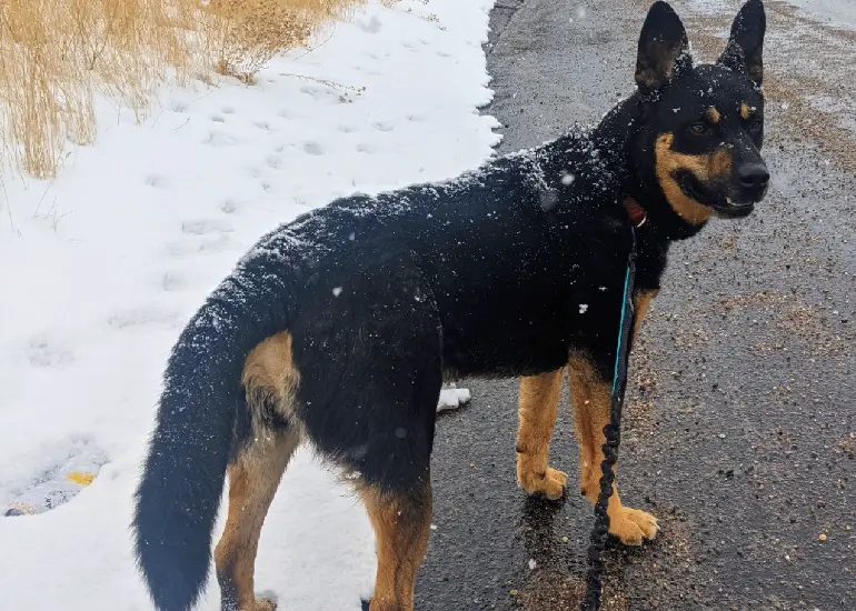 i migliori guinzagli per cani di grossa taglia