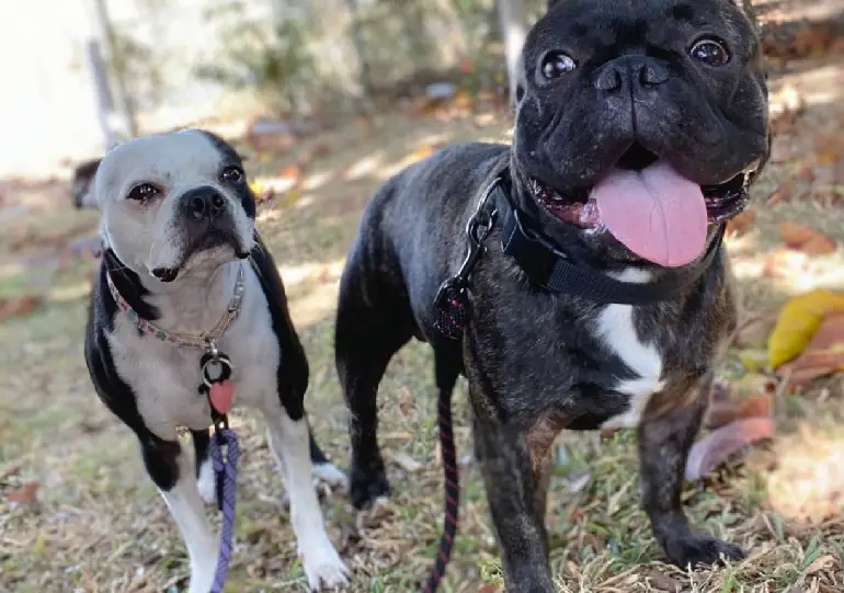 miglior guinzaglio per cani