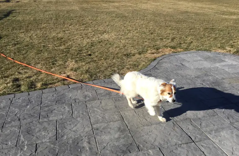 guinzaglio per cani che tirano