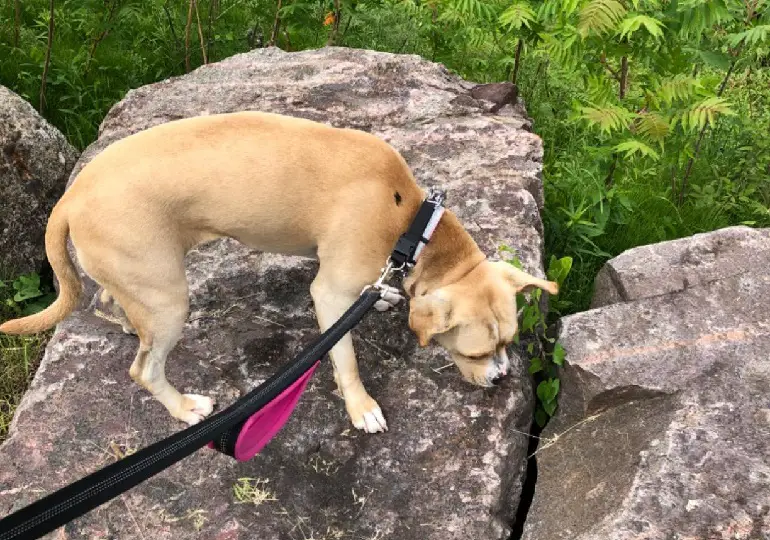 i migliori guinzagli per cani di grossa taglia che tirano