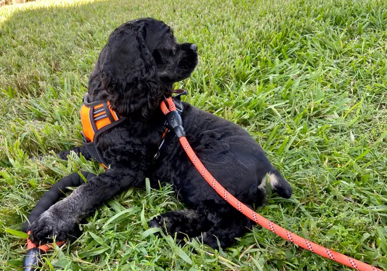 miglior guinzaglio da passeggio per cani