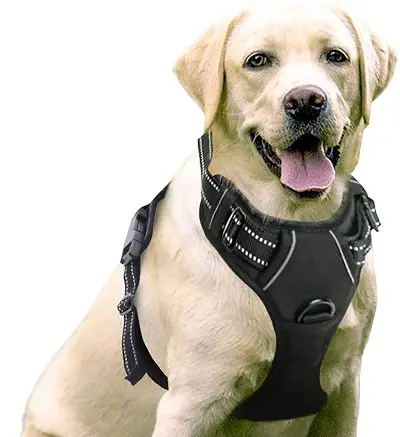 1734584116 811 Rabbitgoo Dog Harness review