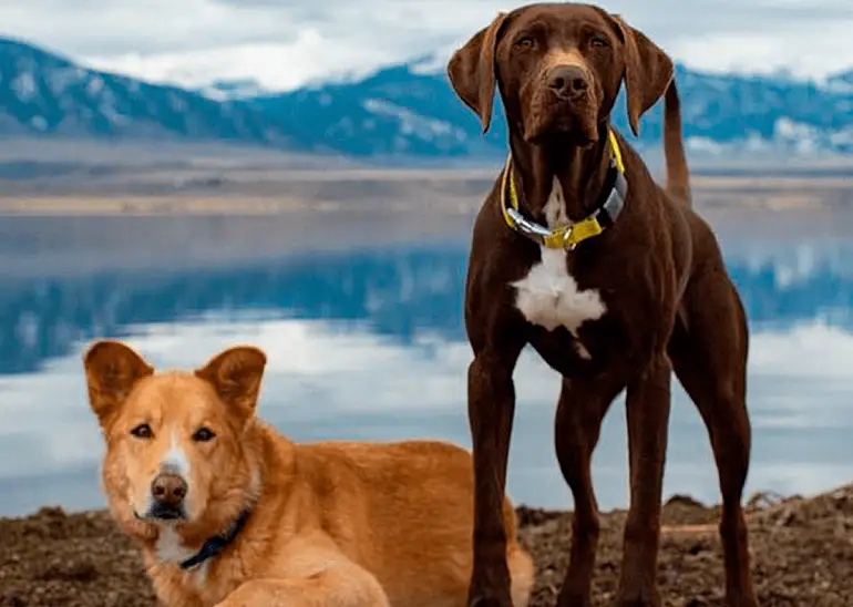 il miglior collare per cani intelligente