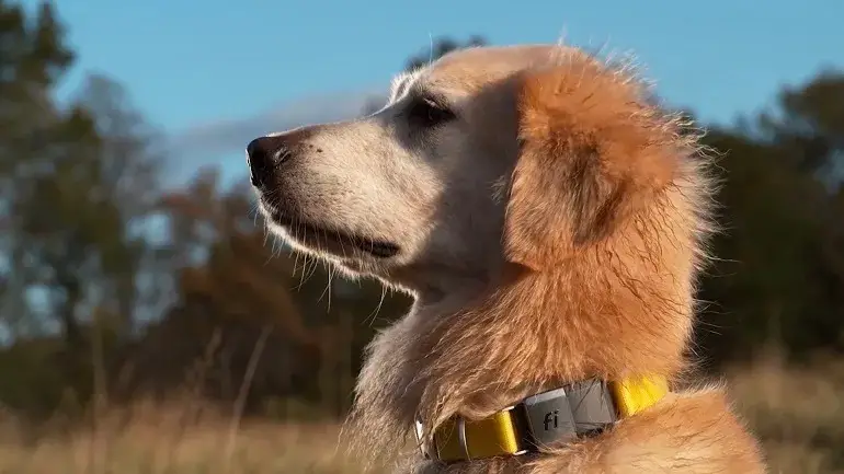 collare per cani con fischietto