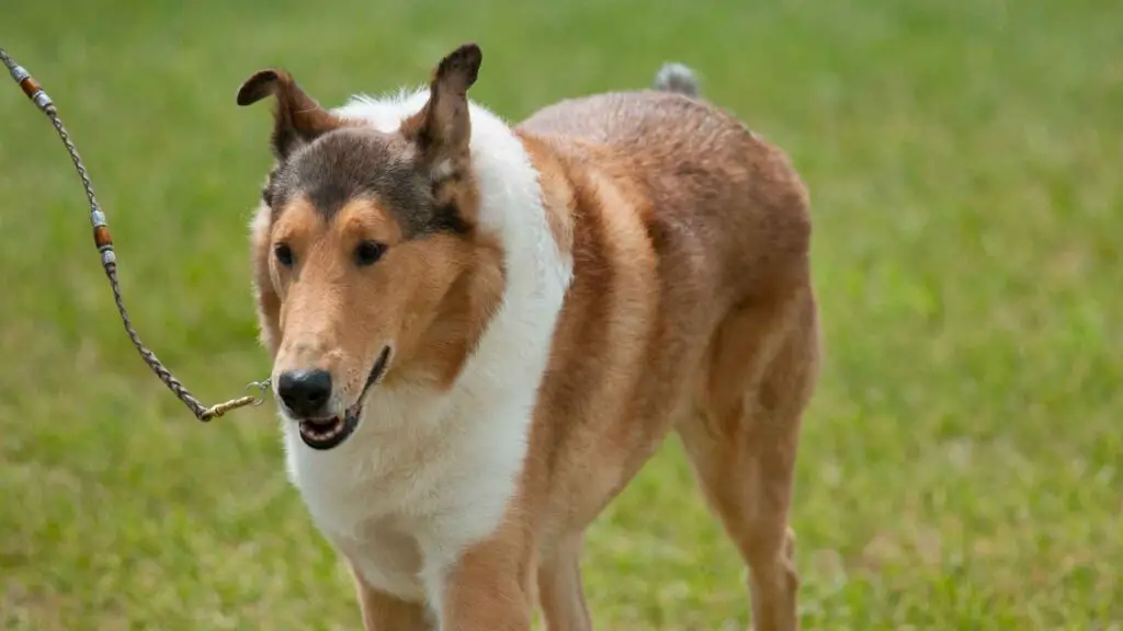 1735654515 49 Smooth Collie