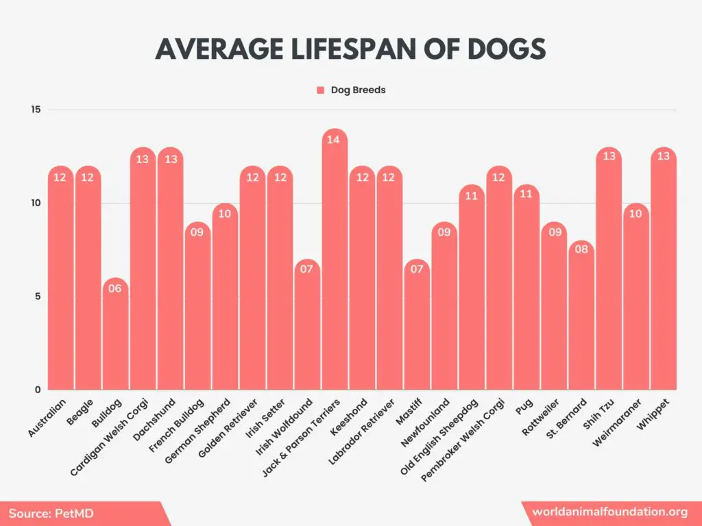 statistiche sui cani