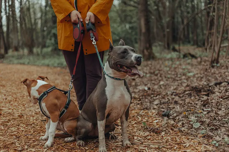 quanti cani ci sono?