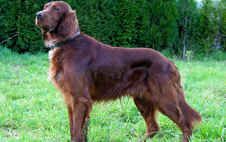 cuccioli di setter irlandese