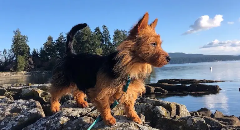 terrier australiano