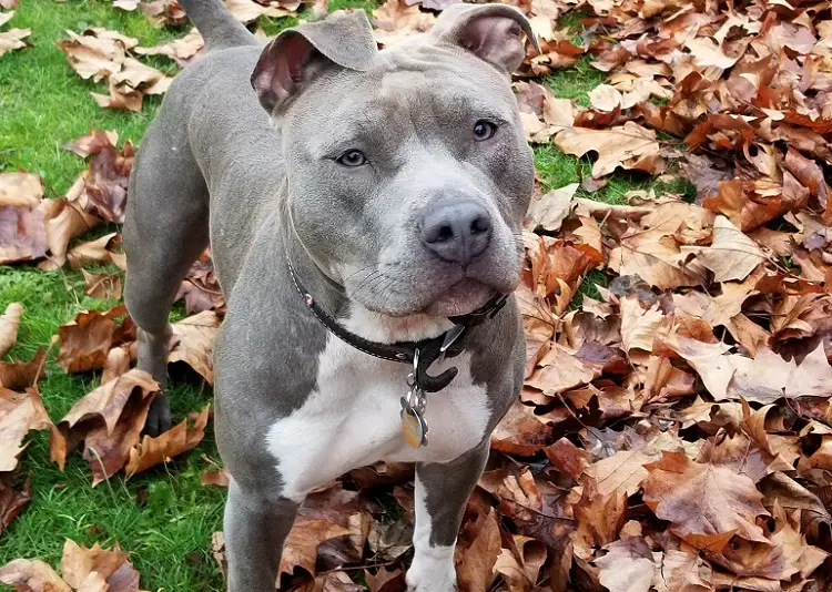 pitbull blu