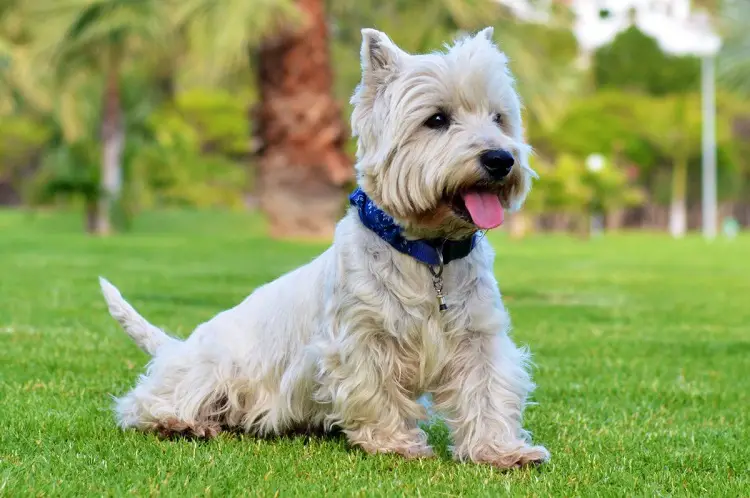 Glen of Imaal terrier