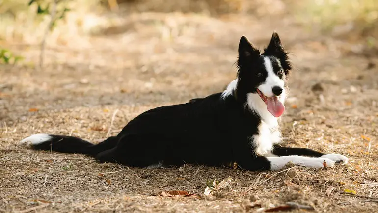 collie di confine