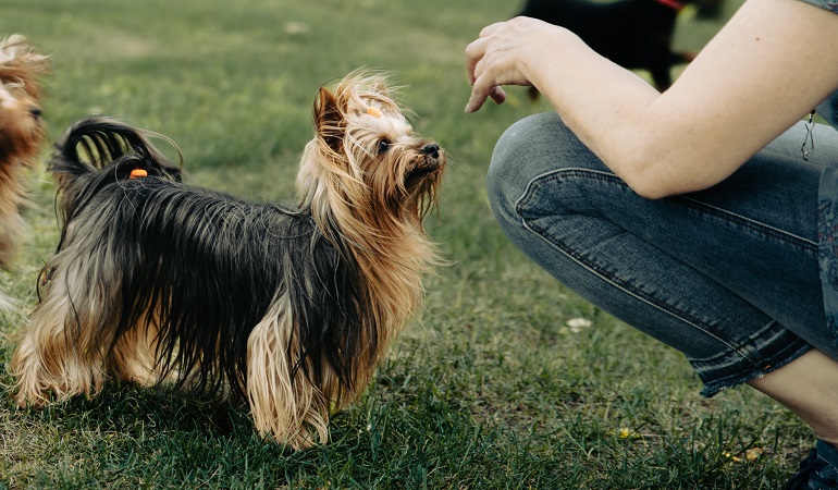 terrier setoso australiano