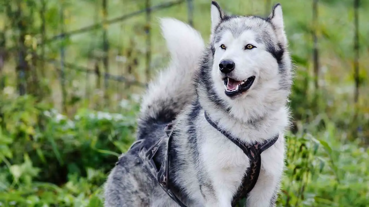 Malamute dell'Alaska