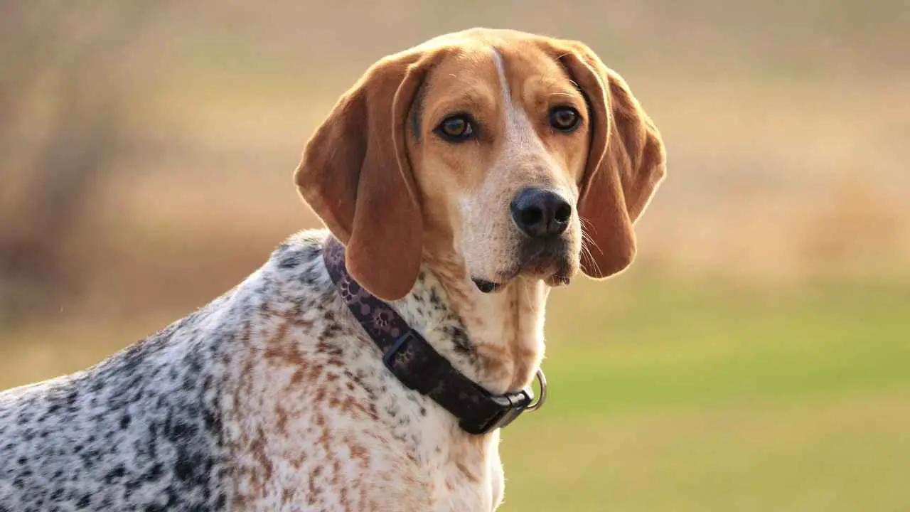 Coonhound inglese americano