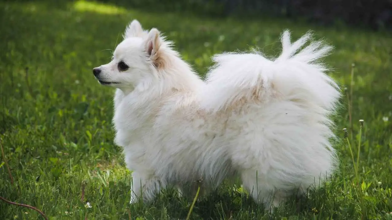 Cane eschimese americano