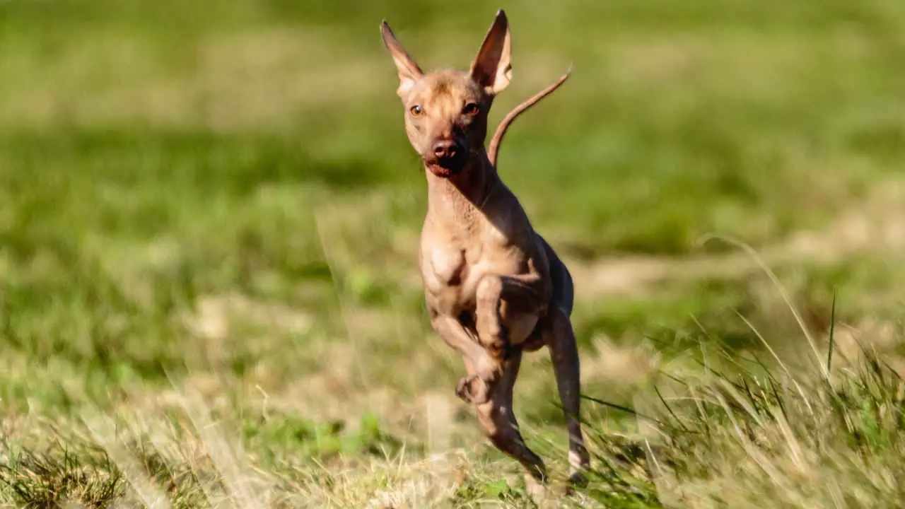 Terrier americano senza pelo