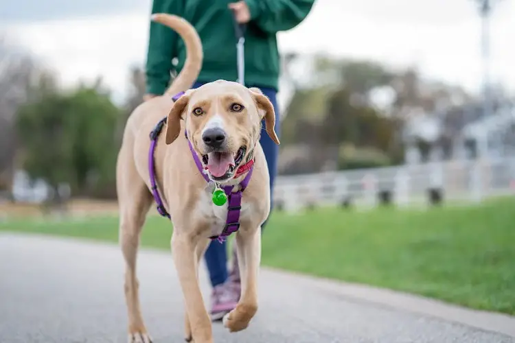 popolazione canina negli Stati Uniti