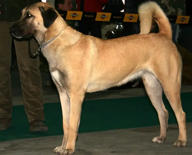 Cane da pastore dell'Anatolia