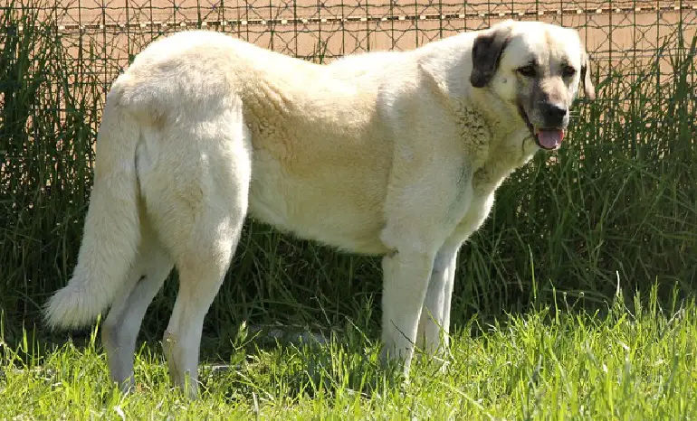 cane da pastore dell'Anatolia