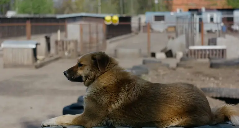 Salute e cura del cane da pastore dell'Anatolia