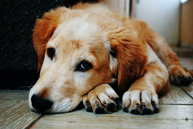 comportamento strano dopo aver castrato il cane