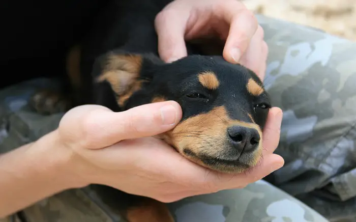 perché il mio cane continua a piagnucolare?