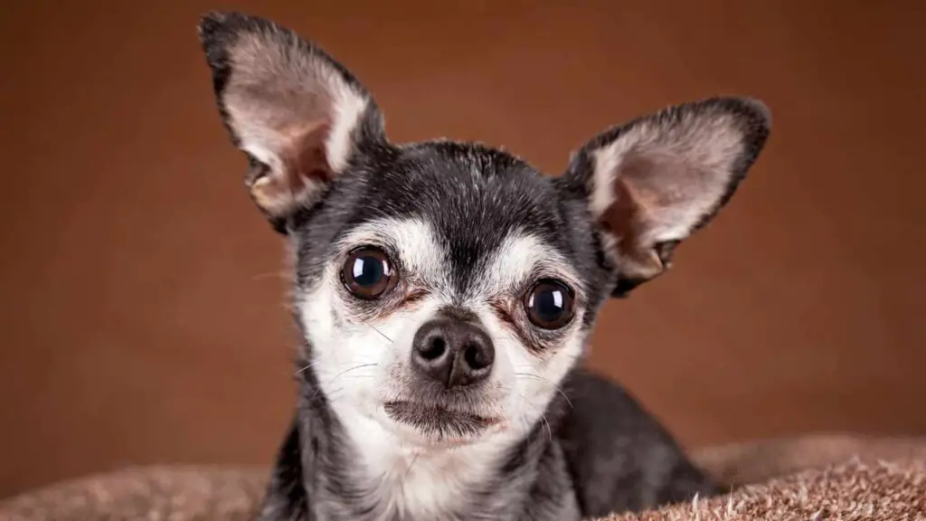   Chihuahua con testa di mela