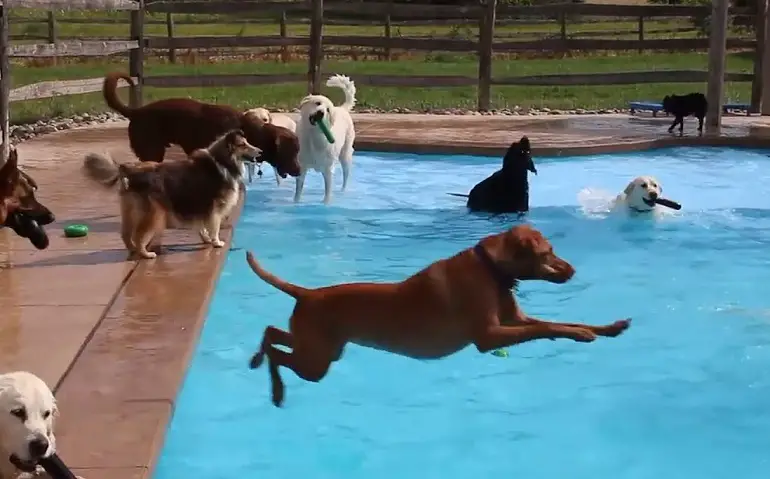 socializzazione dell'addestramento del cane