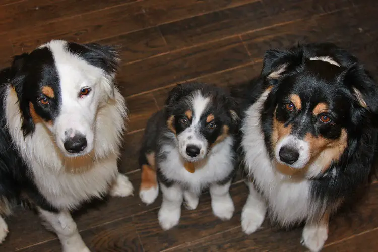 Australian Shepherd review