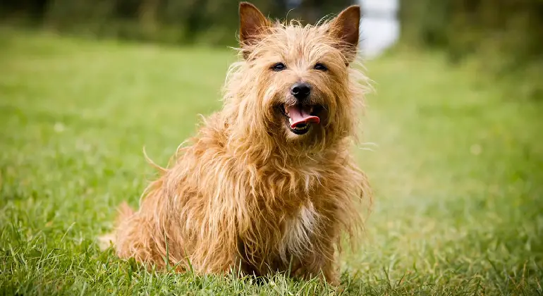 cuccioli di terrier australiano