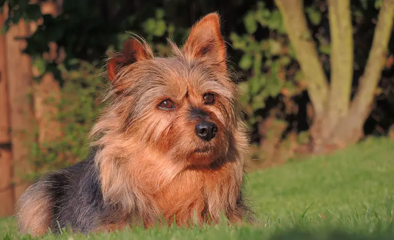 terrier australiano