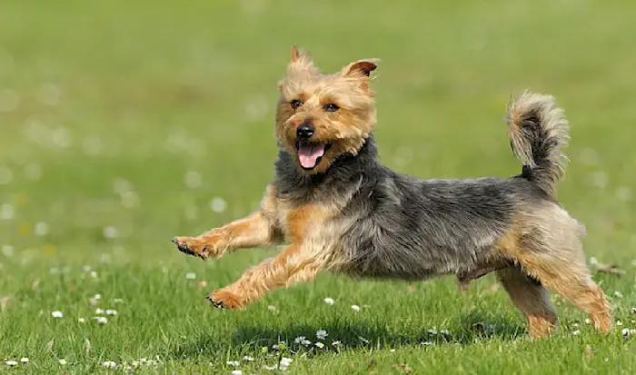 salvataggio di un terrier australiano