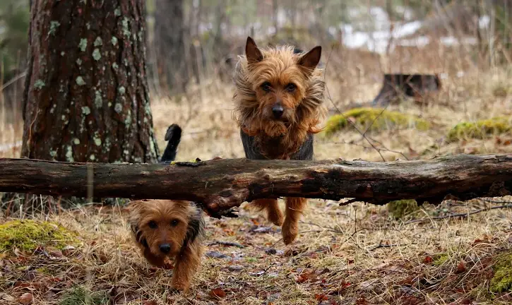 che aspetto ha un terrier?