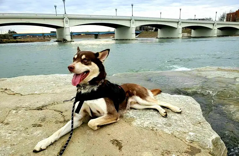 meglio non tirare il guinzaglio del cane