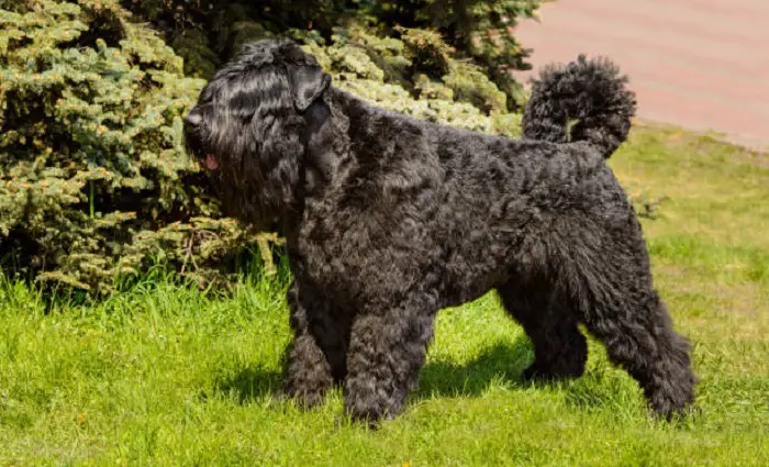 Cuccioli di Bouvier des Flandres
