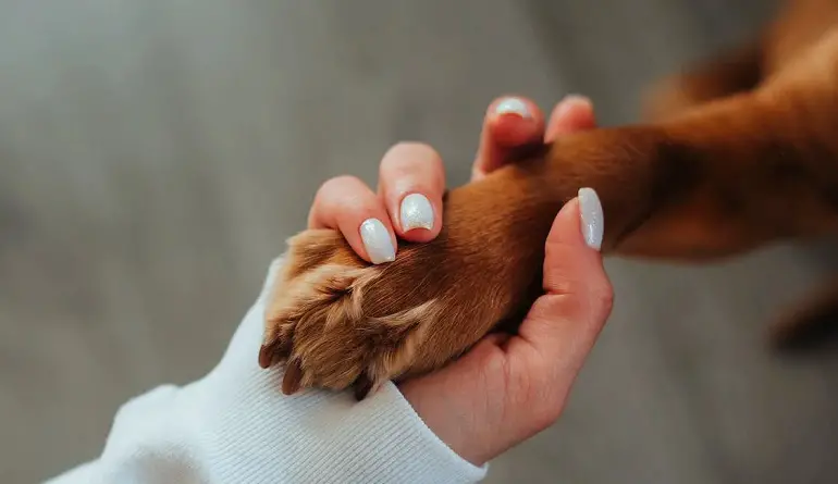 come socializzare un cane