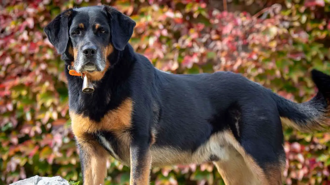 Beauceron