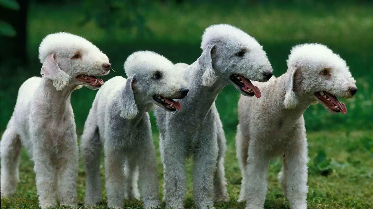 Bedlingtonterrier