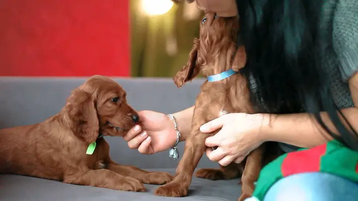 cuccioli di setter irlandese