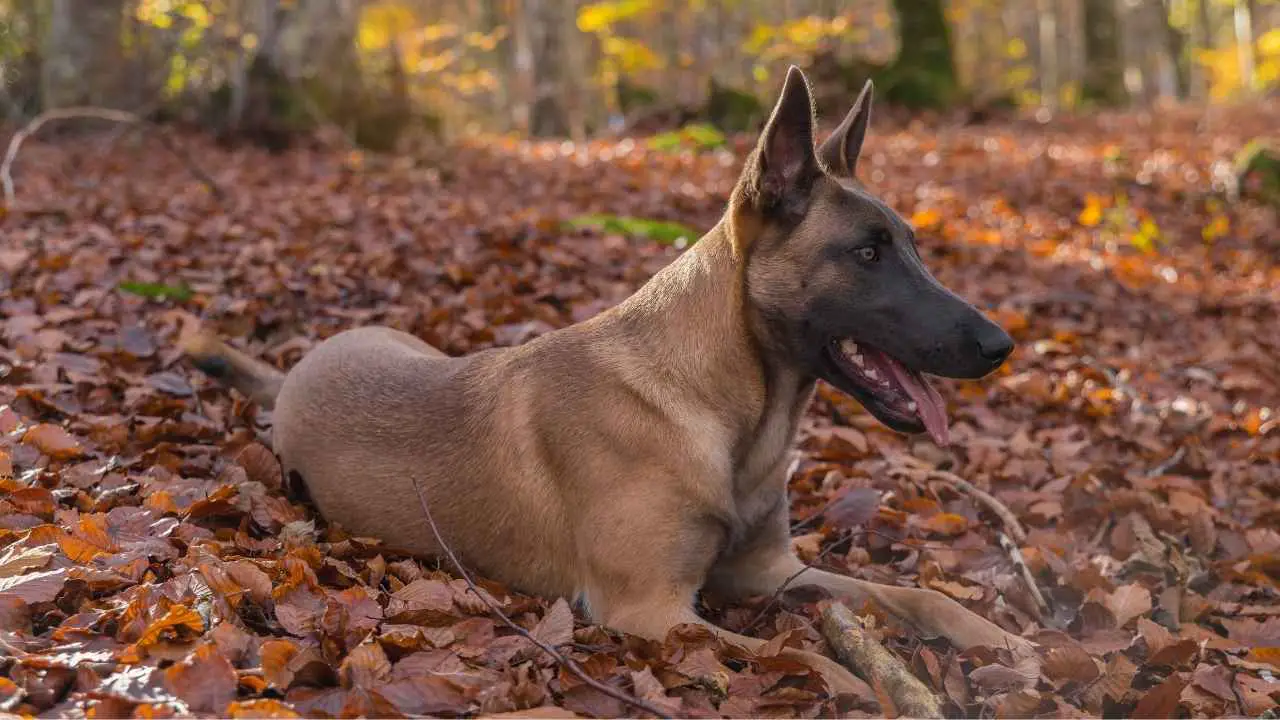 Malinois belga