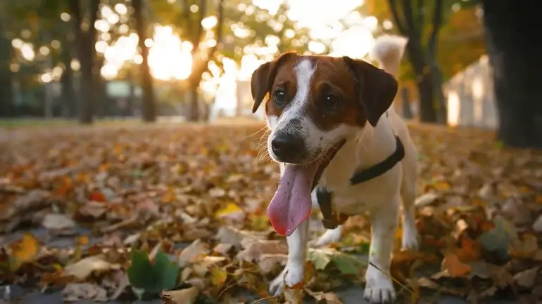 dovresti castrare il tuo cane