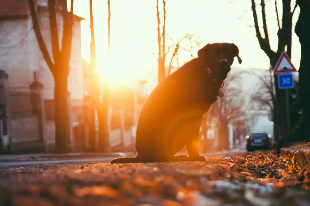 dovrei far castrare il mio cane