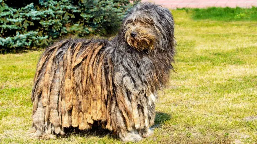 Bergamasco