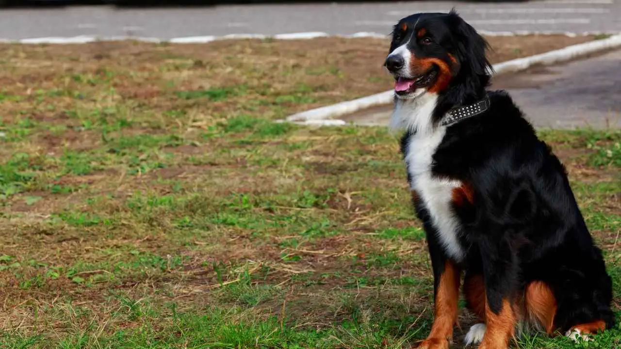 Bovaro del Bernese