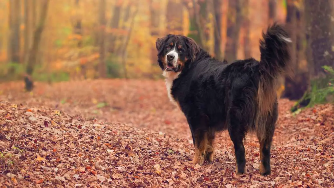 Bovaro del Bernese