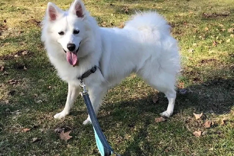 Guinzaglio retrattile per cani a prova di masticazione