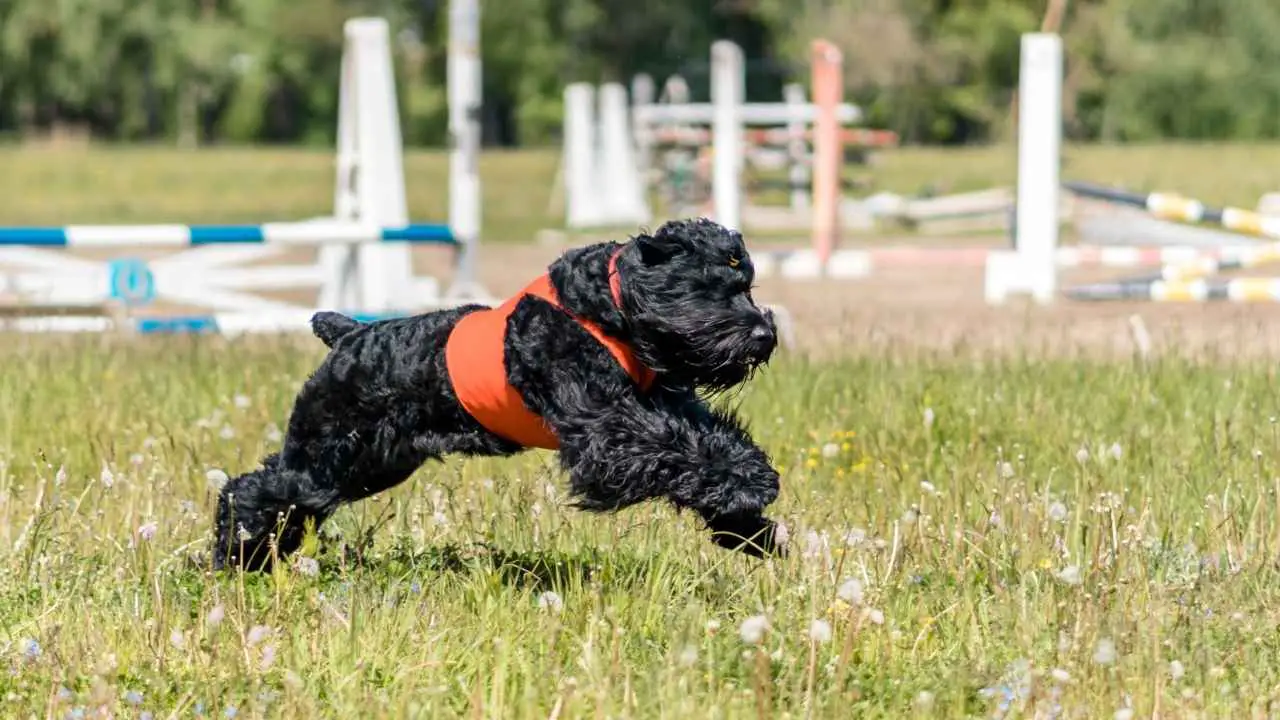 Terrier russo nero