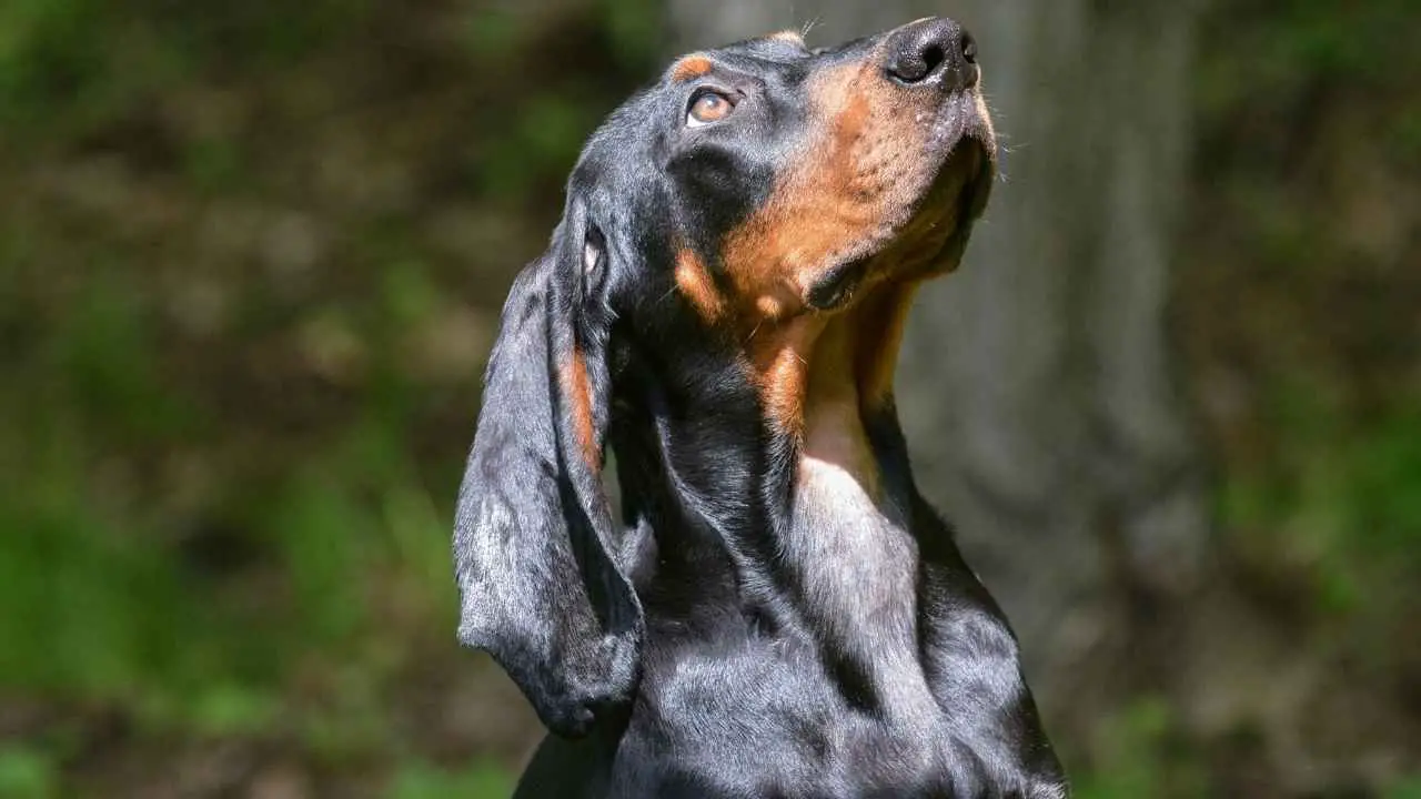 Coonhound nero e marrone chiaro