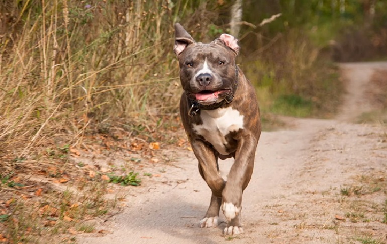 fossa del naso blu